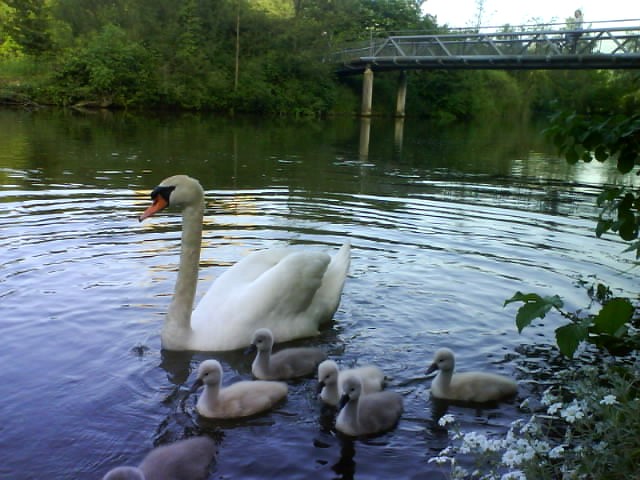 Schwäne vor dem Garten