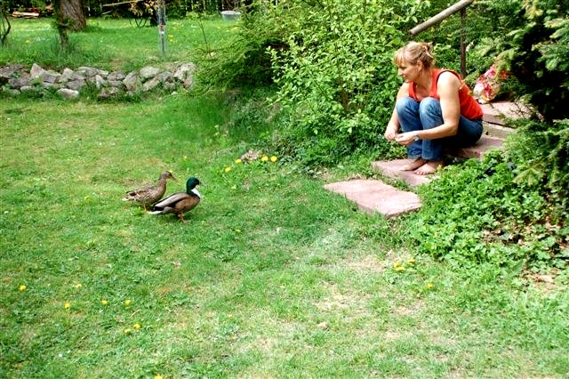 Enten im Garten